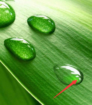 PS制作绿色树叶上的透明小水珠图片